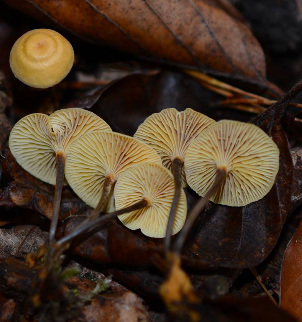 Xeromphalina cauticinalis (Fr.) Khner & Maire